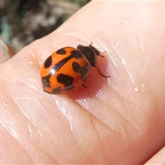 Coccinella transversalis at Belconnen, ACT - 2 Nov 2024 02:24 PM