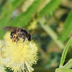 Unidentified Bee (Hymenoptera, Apiformes) at Wodonga, VIC - 27 Oct 2024 by KylieWaldon