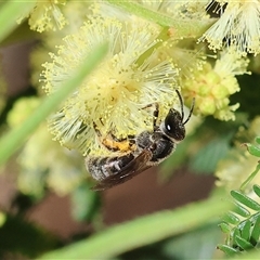 Unidentified Bee (Hymenoptera, Apiformes) at Wodonga, VIC - 27 Oct 2024 by KylieWaldon