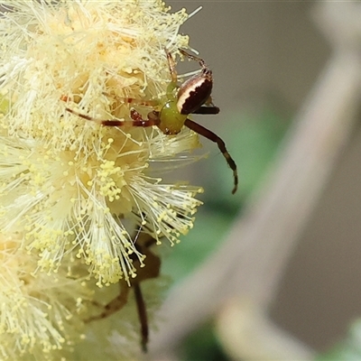 Australomisidia pilula (Lozenge-shaped Flower Spider) at Wodonga, VIC - 27 Oct 2024 by KylieWaldon