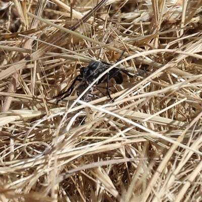 Asilidae (family) (Unidentified Robber fly) at Wodonga, VIC - 27 Oct 2024 by KylieWaldon