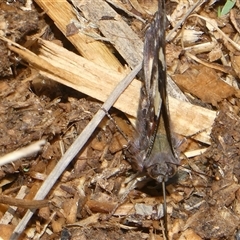 Vanessa itea at Belconnen, ACT - 2 Nov 2024 12:32 PM