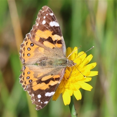 Vanessa kershawi (Australian Painted Lady) at Wodonga, VIC - 26 Oct 2024 by KylieWaldon