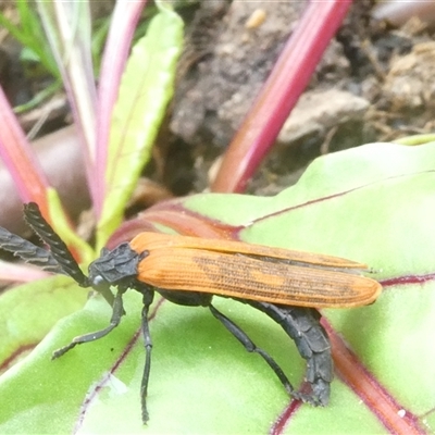 Porrostoma rhipidium (Long-nosed Lycid (Net-winged) beetle) at Belconnen, ACT - 1 Nov 2024 by JohnGiacon