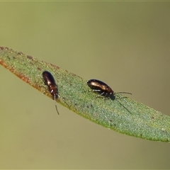 Chrysomelidae sp. (family) (Unidentified Leaf Beetle) at Wodonga, VIC - 27 Oct 2024 by KylieWaldon