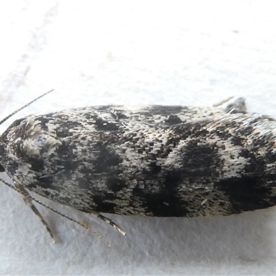 Barea (genus) (A concealer moth) at Belconnen, ACT - 2 Nov 2024 by JohnGiacon