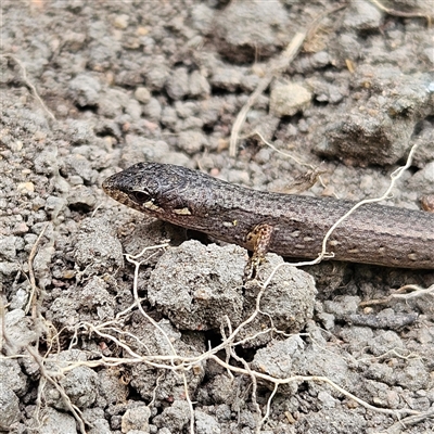 Saproscincus mustelinus (Weasel Skink) at Braidwood, NSW - 2 Nov 2024 by MatthewFrawley