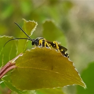 Metopius sp. (genus) (Tiger ichneumon) at Bungendore, NSW - 2 Nov 2024 by clarehoneydove