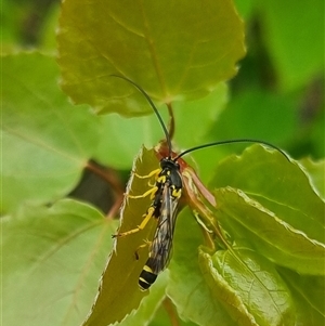 Metopius sp. (genus) at suppressed - suppressed