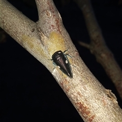 Eurymela distincta at Kambah, ACT - 2 Nov 2024 07:54 PM