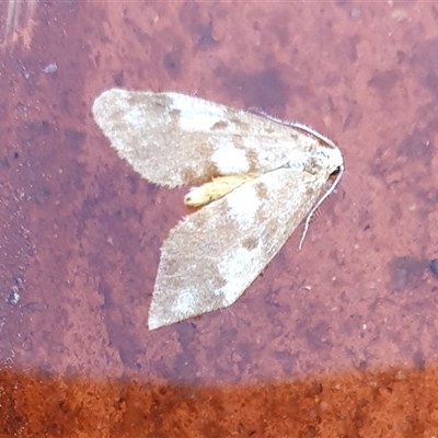 Anestia (genus) (A tiger moth) at Yass River, NSW - 1 Nov 2024 by SenexRugosus