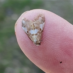 Anestia (genus) at Yass River, NSW - 1 Nov 2024