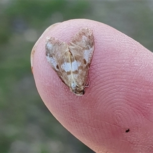 Anestia (genus) at Yass River, NSW - 1 Nov 2024