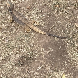 Pogona barbata at Hughes, ACT - 2 Nov 2024