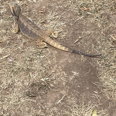 Pogona barbata (Eastern Bearded Dragon) at Hughes, ACT - 2 Nov 2024 by KL