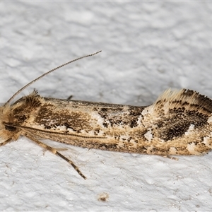 Moerarchis inconcisella at Melba, ACT - 30 Oct 2024 09:09 PM