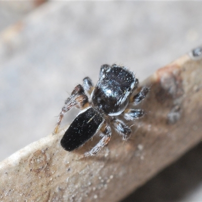 Maratus proszynskii (Peacock spider) at Tharwa, ACT - 1 Nov 2024 by Harrisi