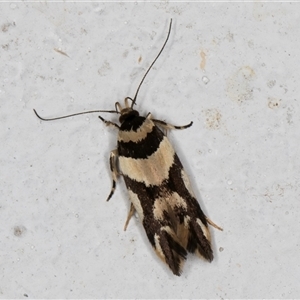 Macrobathra desmotoma at Melba, ACT - 30 Oct 2024