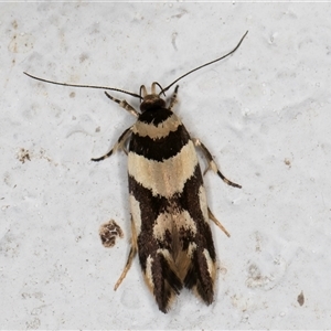 Macrobathra desmotoma at Melba, ACT - 30 Oct 2024