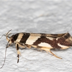 Macrobathra desmotoma at Melba, ACT - 30 Oct 2024