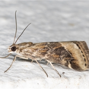 Hellula hydralis at Melba, ACT - 30 Oct 2024