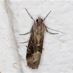 Hellula hydralis at Melba, ACT - 30 Oct 2024