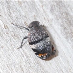 Platybrachys vidua (Eye-patterned Gum Hopper) at Tharwa, ACT - 1 Nov 2024 by Harrisi