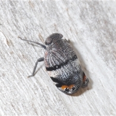 Platybrachys vidua (Eye-patterned Gum Hopper) at Tharwa, ACT - 1 Nov 2024 by Harrisi