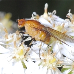 Minettia (genus) (A lauxid fly) at Tharwa, ACT - 1 Nov 2024 by Harrisi