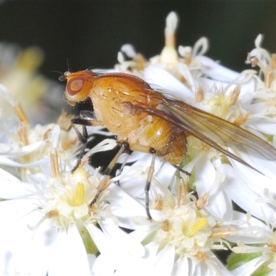 Minettia (genus) (A lauxid fly) at Tharwa, ACT - 1 Nov 2024 by Harrisi