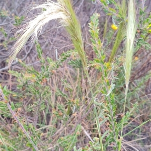 Austrostipa densiflora at Hackett, ACT - 31 Oct 2024 10:55 AM