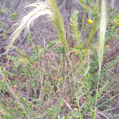 Austrostipa densiflora (Foxtail Speargrass) at Hackett, ACT - 30 Oct 2024 by WalkYonder