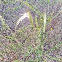 Austrostipa densiflora at Hackett, ACT - 31 Oct 2024 10:55 AM