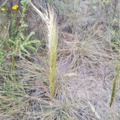 Austrostipa densiflora at Hackett, ACT - 31 Oct 2024 10:55 AM