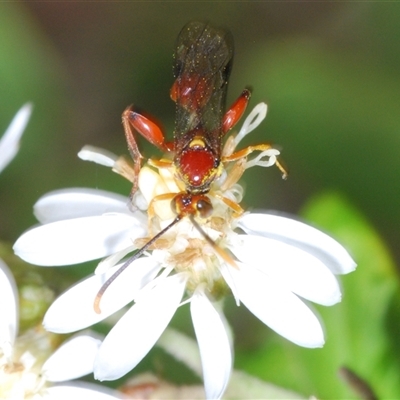 Labium sp. (genus) (An Ichneumon wasp) at Tharwa, ACT - 1 Nov 2024 by Harrisi