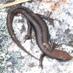 Lampropholis guichenoti at Tharwa, ACT - 1 Nov 2024