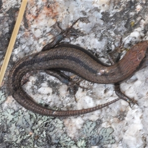 Lampropholis guichenoti at Tharwa, ACT - 1 Nov 2024