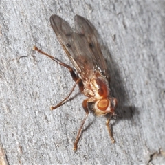 Muscidae (family) at Yarralumla, ACT - 31 Oct 2024 03:14 PM