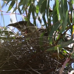 Anthochaera carunculata (Red Wattlebird) at Bonython, ACT - 2 Nov 2024 by RodDeb