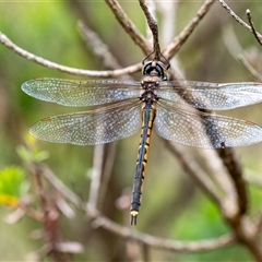 Hemicordulia tau (Tau Emerald) at Penrose, NSW - 2 Nov 2024 by Aussiegall