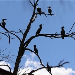 Phalacrocorax sulcirostris (Little Black Cormorant) at Bonython, ACT - 2 Nov 2024 by RodDeb