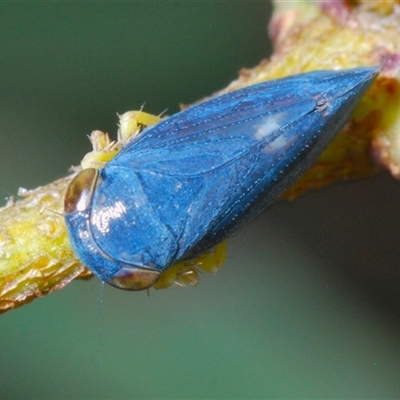 Neotartessus flavipes (A leafhopper) at Tharwa, ACT - 1 Nov 2024 by Harrisi