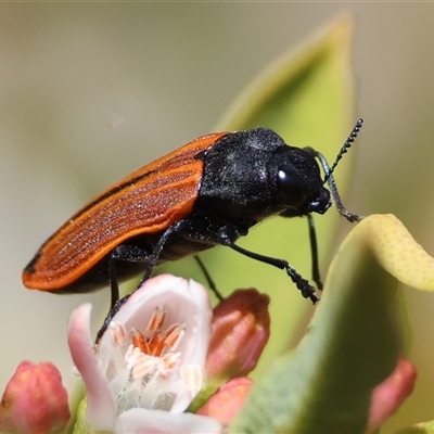 Castiarina erythroptera (Lycid Mimic Jewel Beetle) at Hughes, ACT - 1 Nov 2024 by LisaH