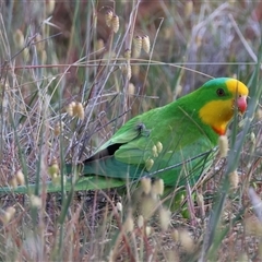 Polytelis swainsonii (Superb Parrot) at Hughes, ACT - 2 Nov 2024 by LisaH