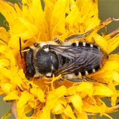 Megachile (Eutricharaea) maculariformis (Gold-tipped leafcutter bee) at Penrose, NSW - 2 Nov 2024 by Aussiegall