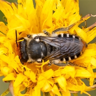 Megachile (Eutricharaea) maculariformis (Gold-tipped leafcutter bee) at Penrose, NSW - 2 Nov 2024 by Aussiegall