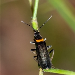 Chauliognathus lugubris (Plague Soldier Beetle) at Penrose, NSW - 2 Nov 2024 by Aussiegall