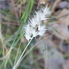 Rytidosperma (genus) (Wallaby Grass) at Wodonga, VIC - 2 Nov 2024 by KylieWaldon