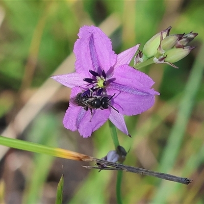 Lasioglossum (Chilalictus) sp. (genus & subgenus) at Wodonga, VIC - 2 Nov 2024 by KylieWaldon