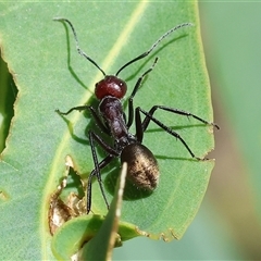 Camponotus suffusus (Golden-tailed sugar ant) at Wodonga, VIC - 1 Nov 2024 by KylieWaldon